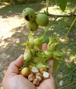 بهترین فندق