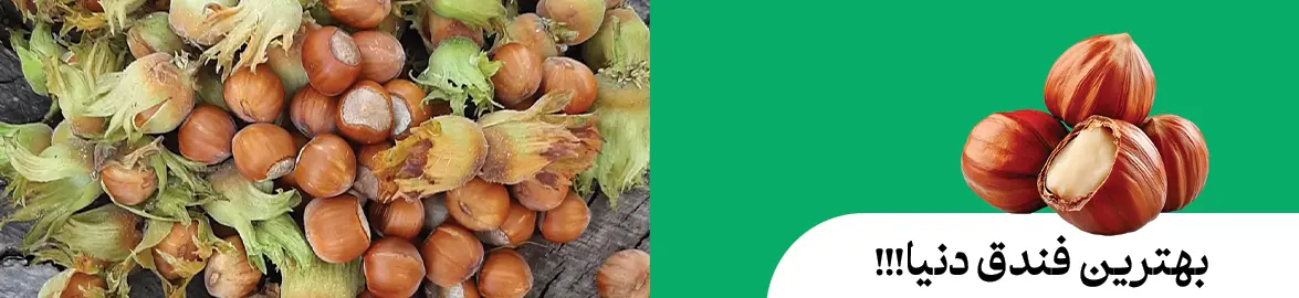 بهترین فندف دنیا تی شین