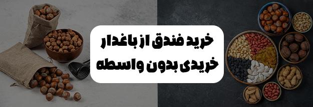 خرید فندق از باغدار خریدی بدون واسطه تی شین