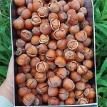 خرید فندق خام ترک خورده اشکورات درجه یک تی شین